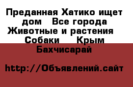 Преданная Хатико ищет дом - Все города Животные и растения » Собаки   . Крым,Бахчисарай